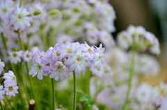 spring scene-Ⅳ