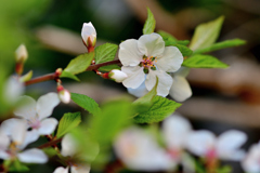 庭の山桜桃梅も満開に