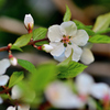 庭の山桜桃梅も満開に