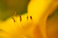 stamen