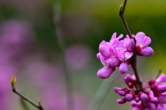 花蘇芳
