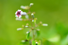 ヘクソカズラ意外な花言葉・・美しい