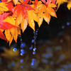 冬紅葉
