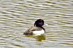 初めて見る野鳥
