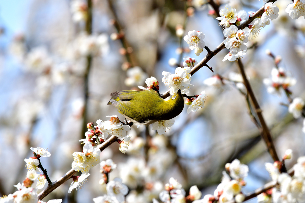 我が家の梅にも-Ⅲ