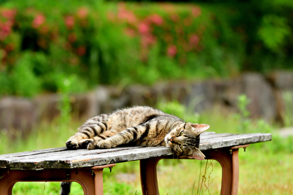 暇なニャンコ-Ⅲ