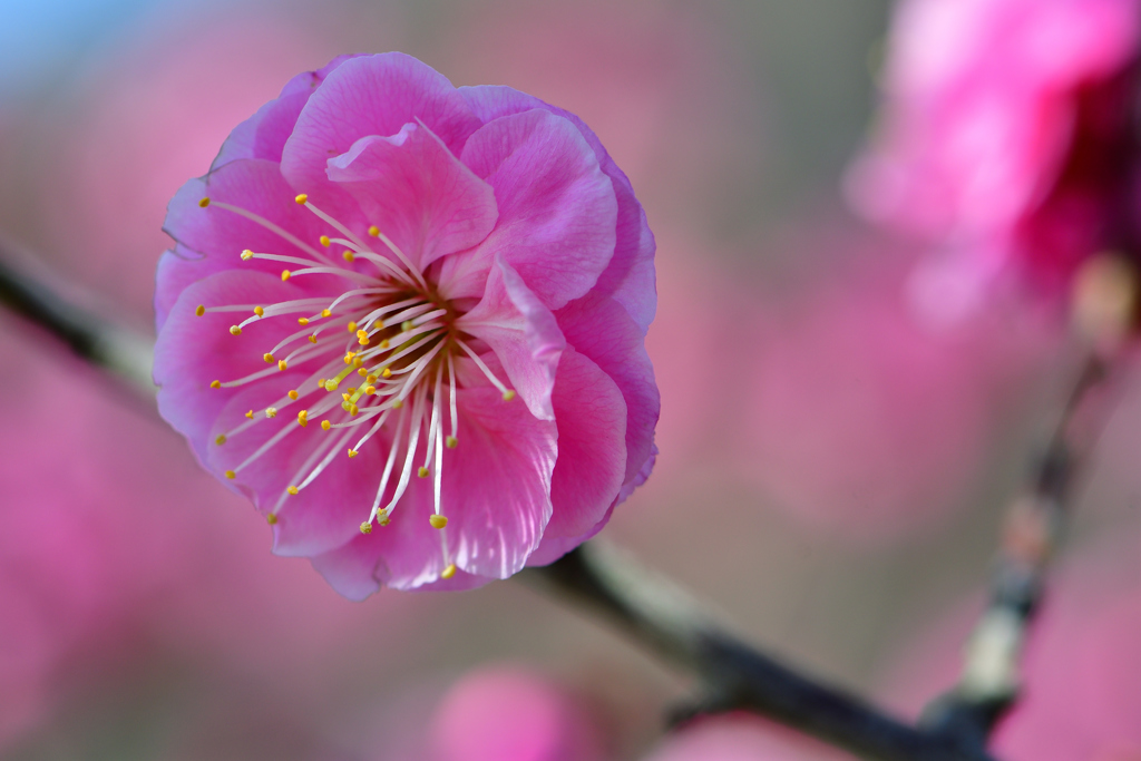 Plum is in full bloom-Ⅱ