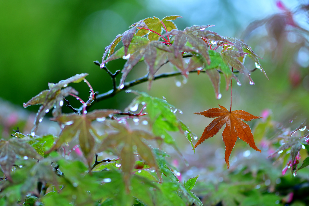 雨上がり-Ⅱ
