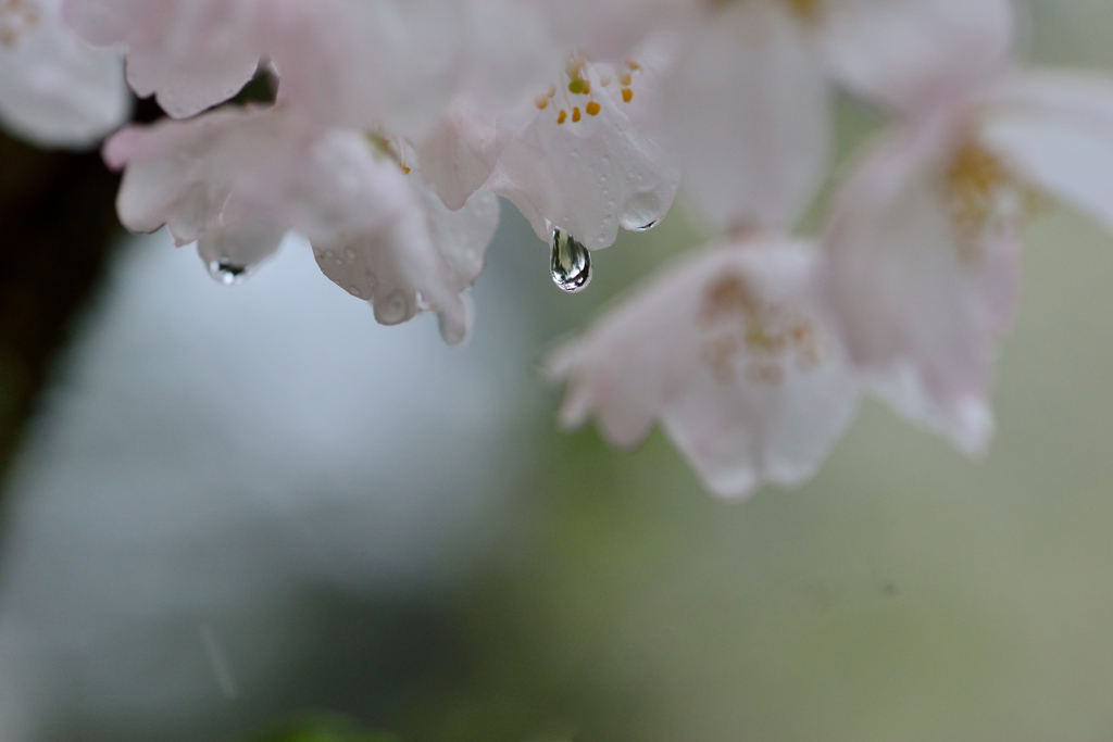 雨とさくら