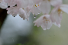 雨とさくら