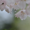 雨とさくら