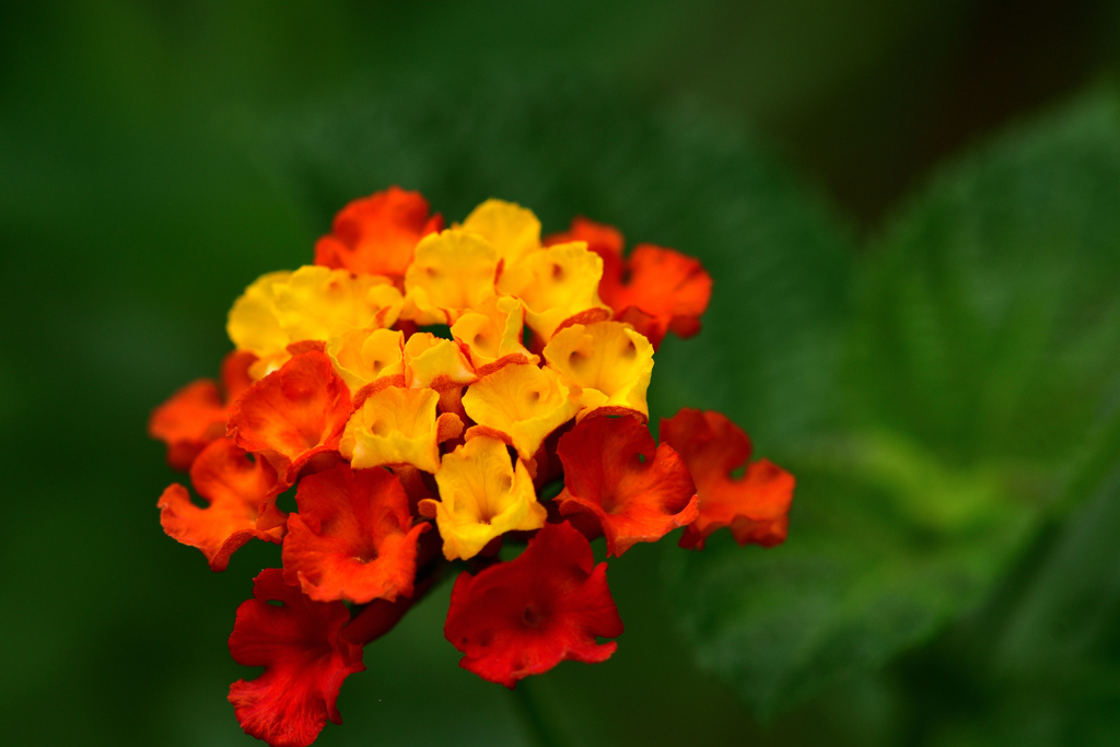 夏の花-Ⅳ 