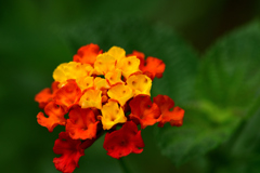 夏の花-Ⅳ 
