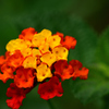 夏の花-Ⅳ 
