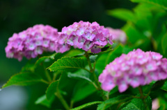 紫陽花-Ⅲ