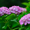 紫陽花-Ⅲ