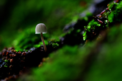 キノコの森