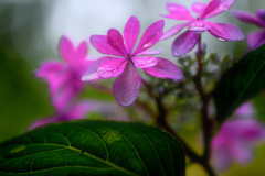 紫陽花と雨