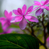 紫陽花と雨