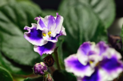 部屋の花が咲いた
