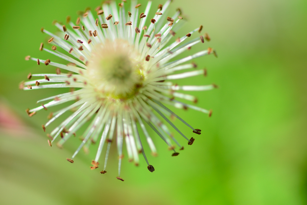 木苺の花火