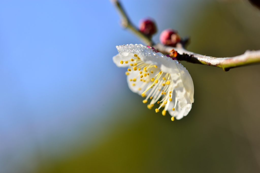 morning dew-Ⅱ