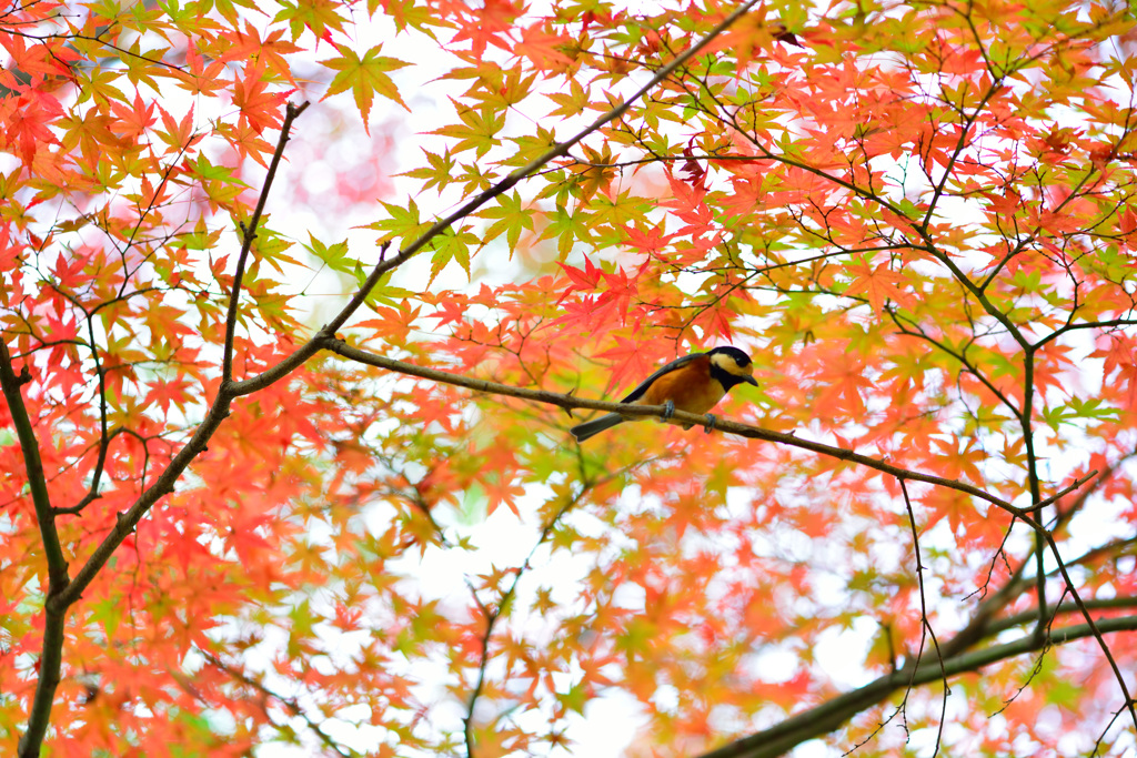 ヤマガラと紅葉-Ⅲ
