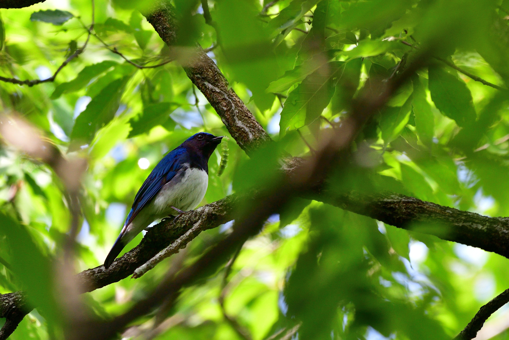 幸せの青い鳥