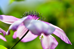 花-Ⅱ