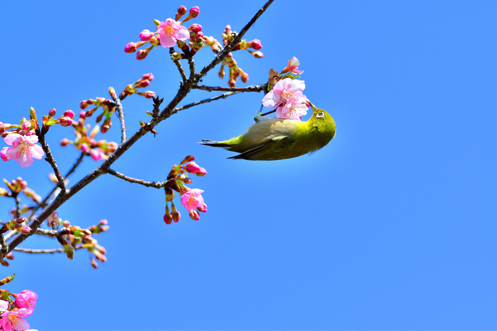 河津桜とメジロ-Ⅲ