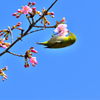 河津桜とメジロ-Ⅲ