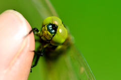 dragonfly-Ⅲ