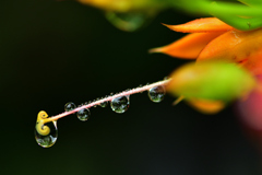 今日もまた雨(-_-)/