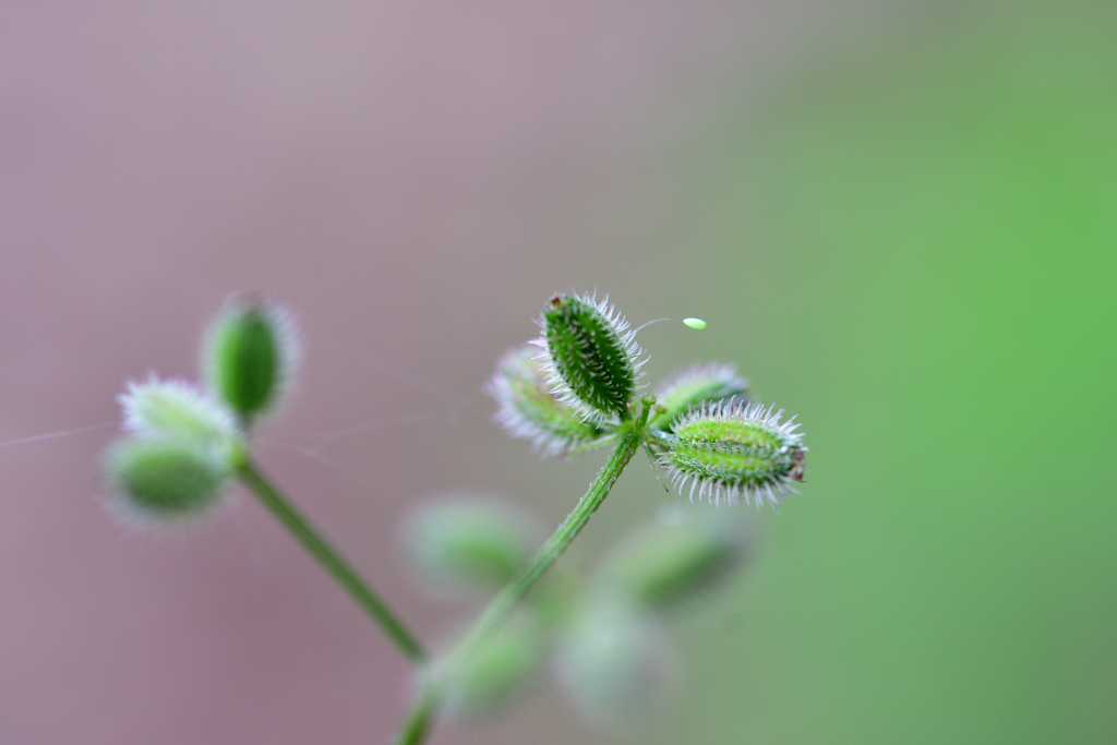 くっつき虫と卵
