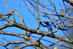 今日の野鳥たち-Ⅳ