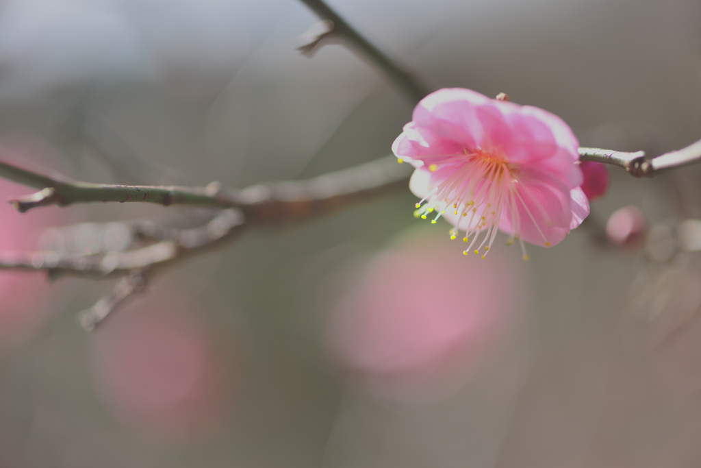 春の予感-Ⅱ