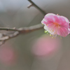 春の予感-Ⅱ