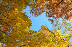 in autumnal sunshine-Ⅲ