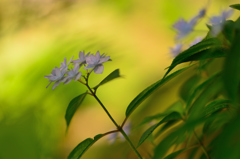 紫陽花-Ⅳ