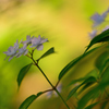 紫陽花-Ⅳ