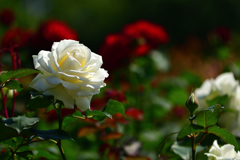 無料バラ園にて-Ⅰ