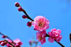 Plum is in full bloom-Ⅳ 