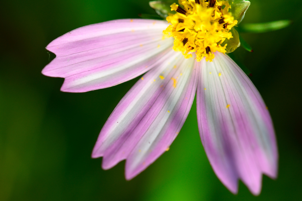 three petals