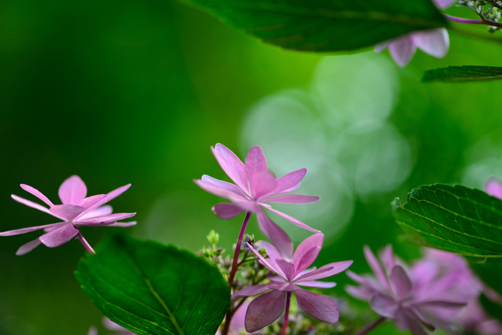 住心院　紫陽花-Ⅰ