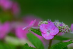 梅雨入り