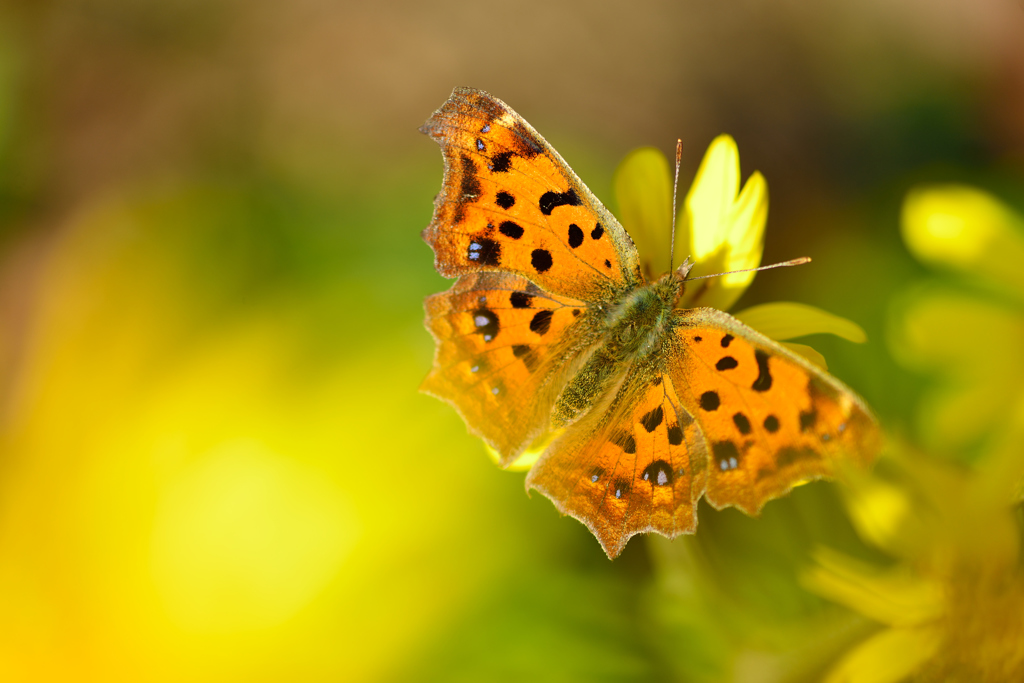 秋を満喫して-Ⅱ