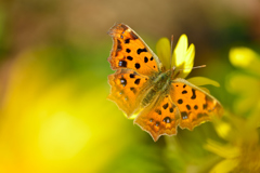 秋を満喫して-Ⅱ