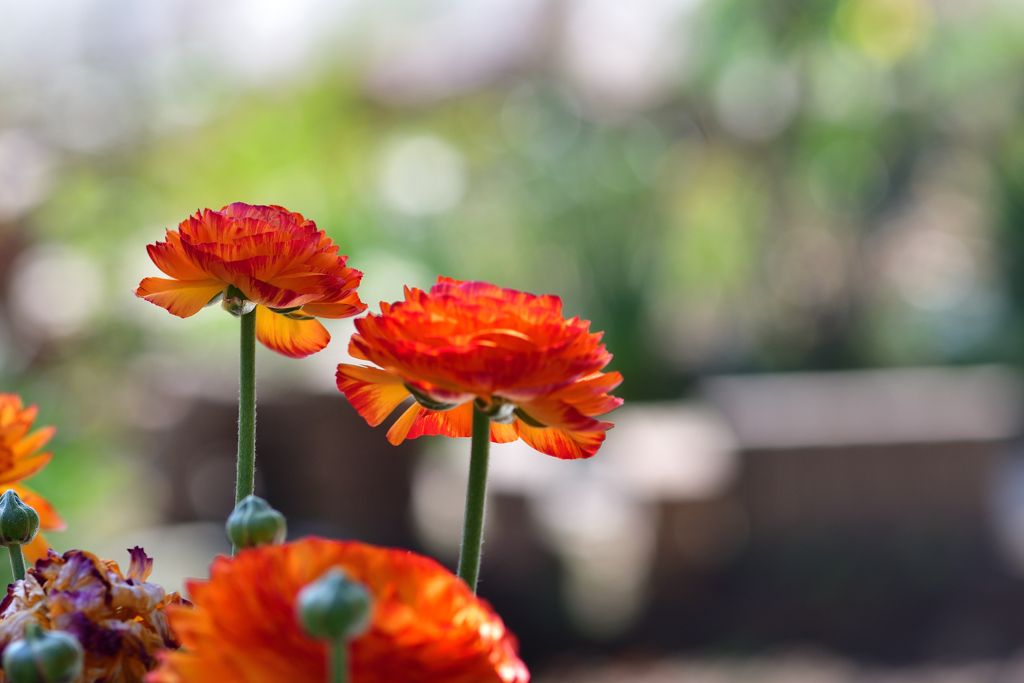 春の花