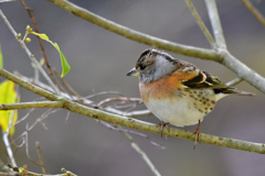 今日の野鳥-Ⅴ