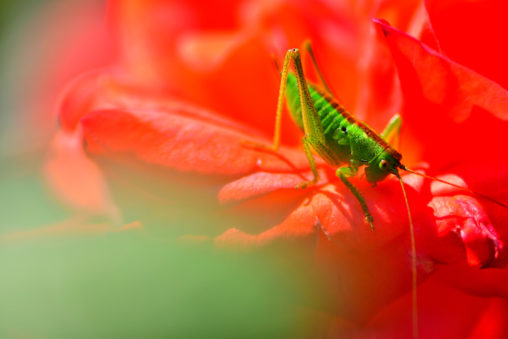 バラの香りに誘われて-Ⅲ